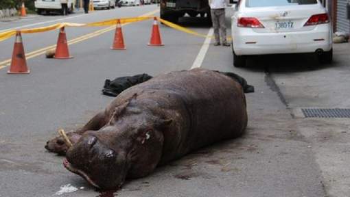 Un hippopotame saute d’un camion à Taïwan (vidéo)