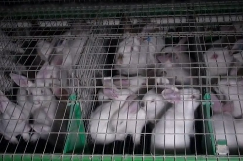 Une vidéo choc pour dénoncer l’élevage intensif de lapins en France (VIDEO)