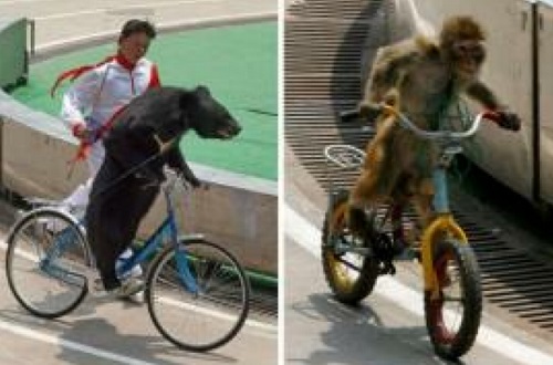 Un ours à vélo attaque un singe dans un zoo (VIDEO)