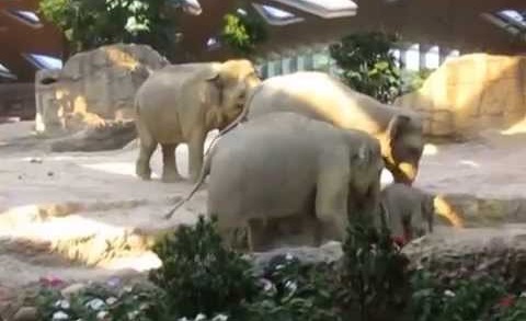 Des éléphants viennent en aide à un éléphanteau en difficulté (vidéo)